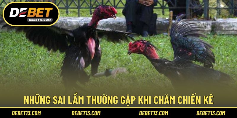 Những sai lầm thường gặp khi chăm chiến kê